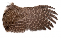 Pheasant Wings